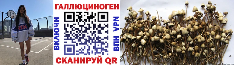 Псилоцибиновые грибы Cubensis Новоалександровск